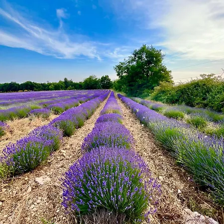 L'évidence En Provence Bed and breakfast Vachères